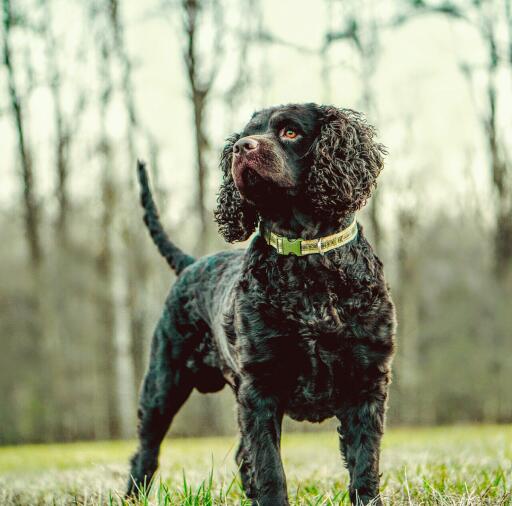 American water spaniel standing in the woodland