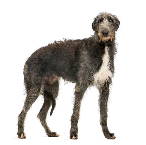 A GorGeous, young scottish deerhound with a thick, healthy coat