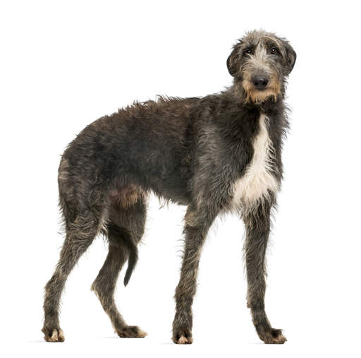 Skotsk deerhound sale