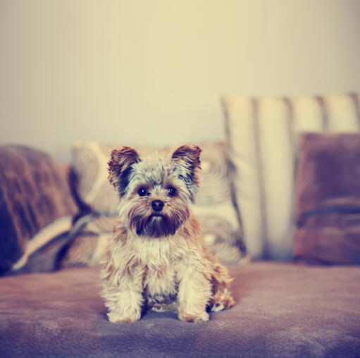 A lovely, little yorkshire terrier sitting neatly on the sofa