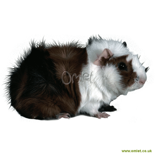 Abyssinian guinea shop pig for sale
