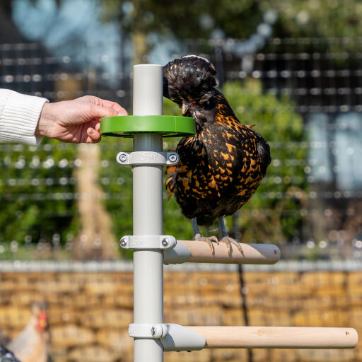 Feeding chickens on freestanding chicken tree