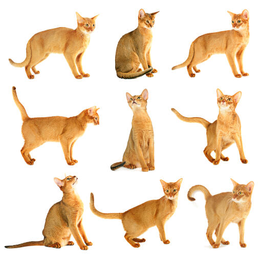 A beautiful abyssinian cat in different poses