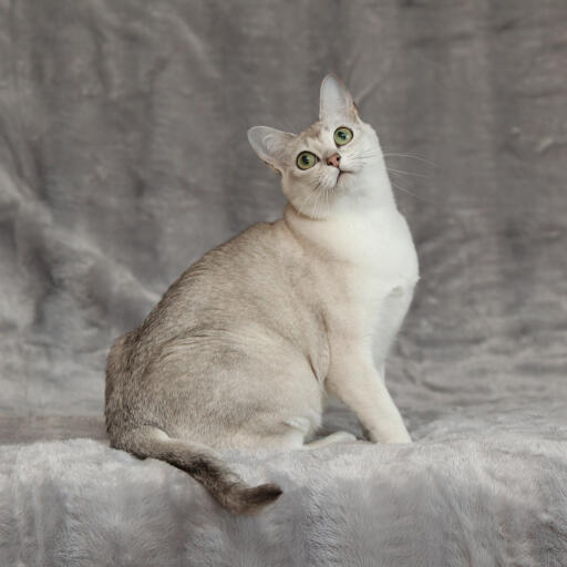 A beautiful asian burmilla cat with a silvery coat