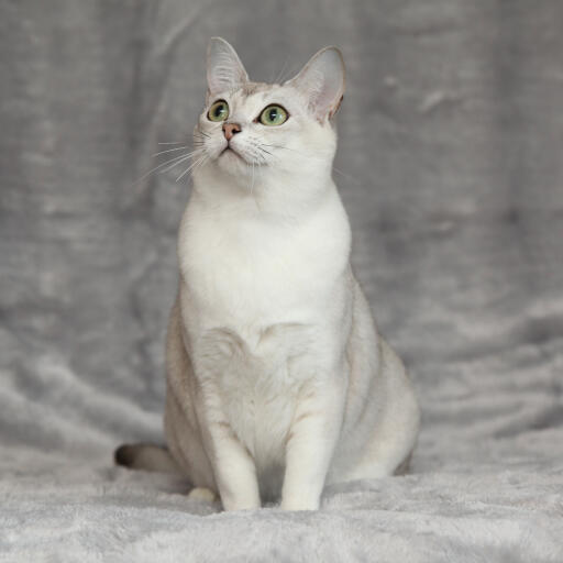 A lovely asian burmilla cat with a white chest and green eyes