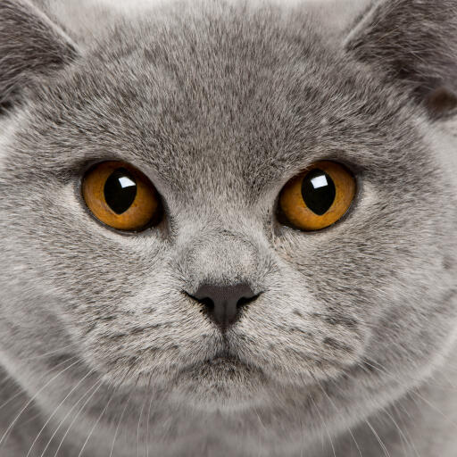 A beautiful british shorthair with dark orange eyes