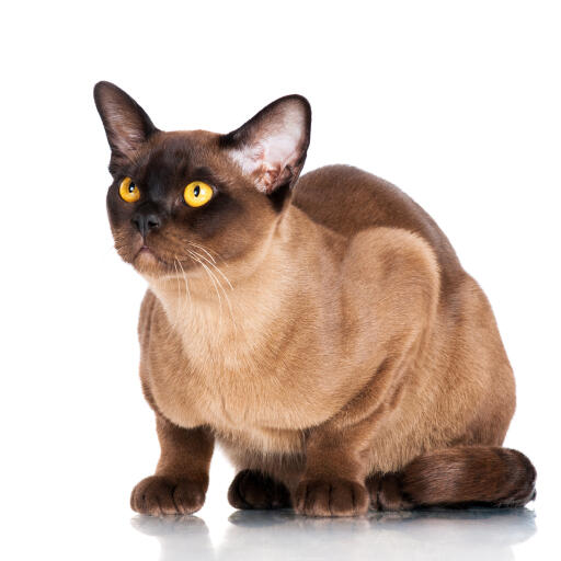 Seal top point burmese