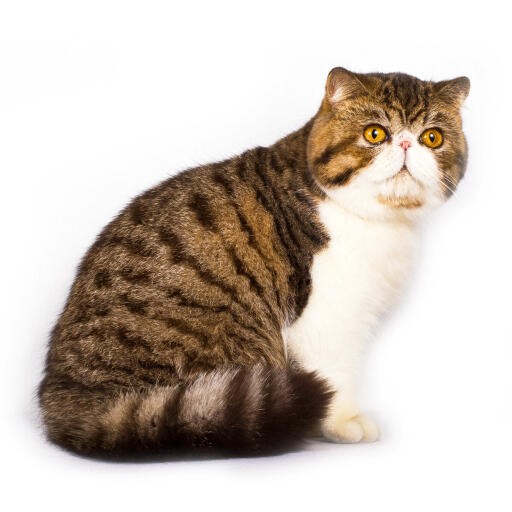 A pretty tabby bicolour exotic shorthair with a pink button nose