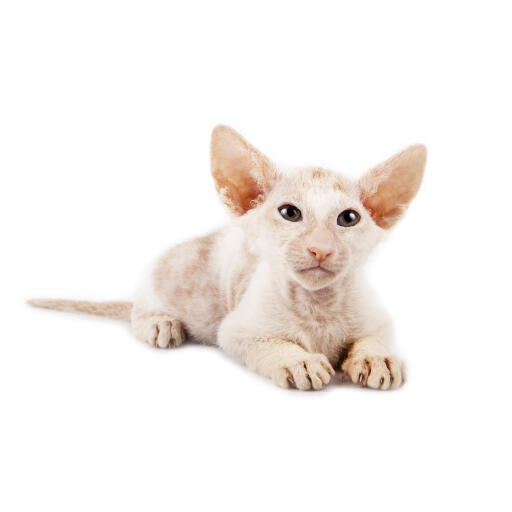 A peterbald with its famous large ears