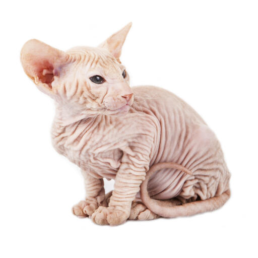 A hairless peterbald cat with wrinkly skin