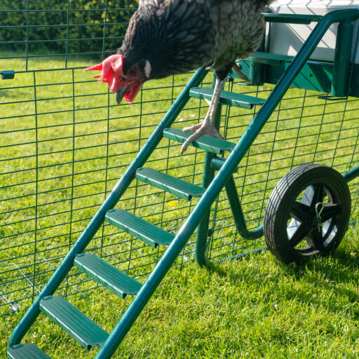 Chicken climbing down Omlet Eglu Cube chicken coop and run ladder