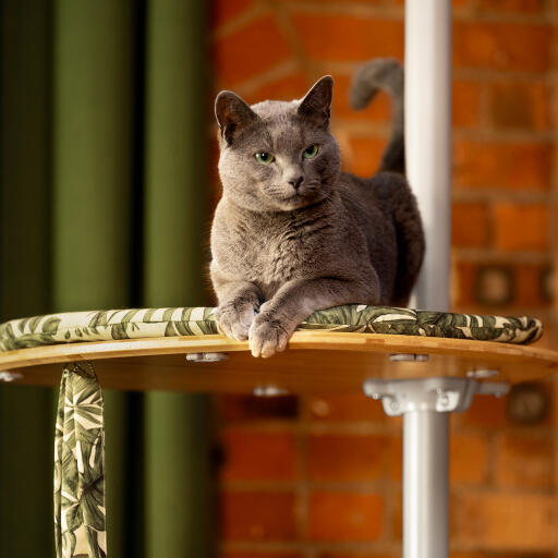 Cat resting on an indoor Freestyle cat tree platform with cushion