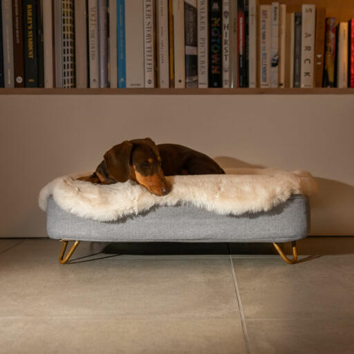 Dachshund laying down on Omlet Topology dog bed with sheepskin topper and Gold hairpin feet