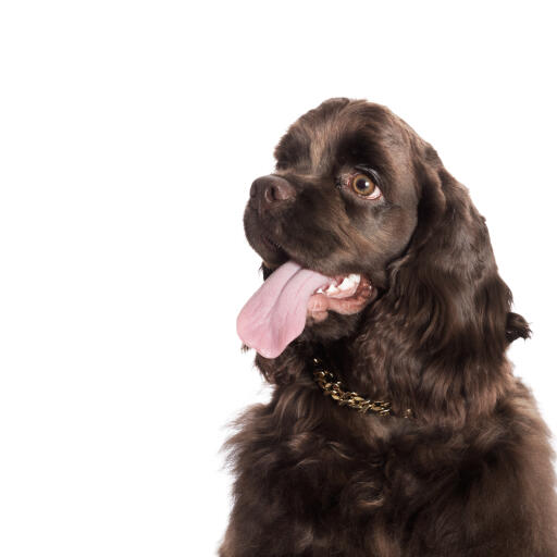 A cute chocolate brown american cocker spaniel panting with his tongue out