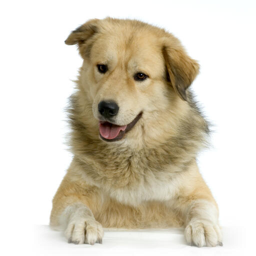 A beautiful anatolian shepherd dog with a thick, healthy coat