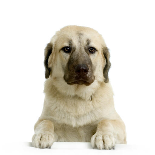 A lovely adult anatolian shepherd dog showing off its beautiful, soft coat