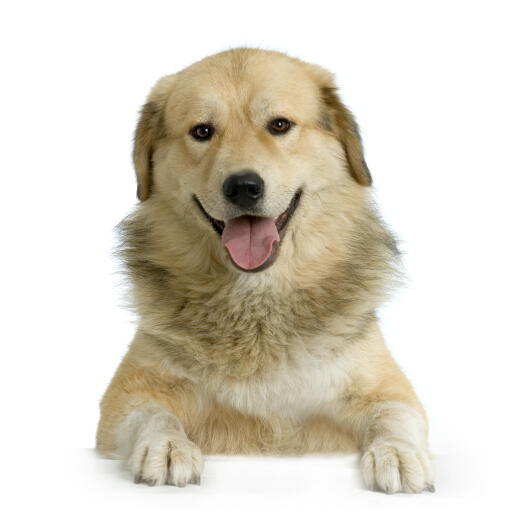 An adult anatolian shepherd dog lying very neatly