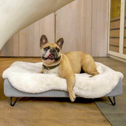 Dog laying on Omlet Topology dog bed with sheepskin topper and round wooden feet