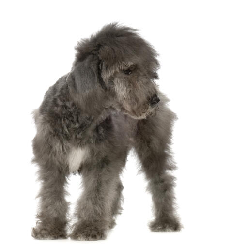 A young bedlington terrier puppy with a lovely, soft coat