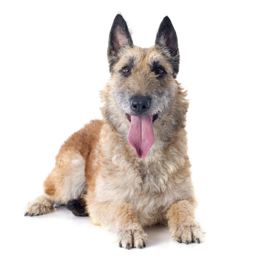 A happy belgian shepherd dog (laekenois) lying down