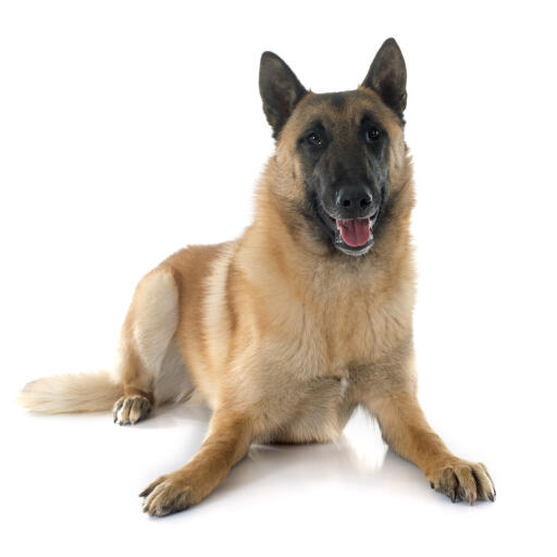 A beautiful belgian shepherd dog (malinois) lying down