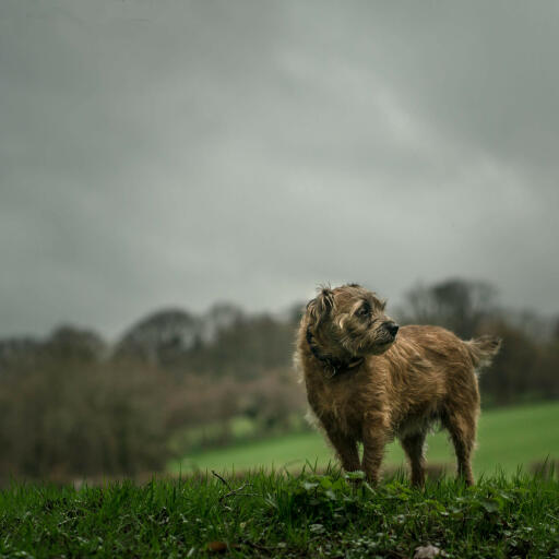 A mature adult border terrier, enjoying some exercise in the rain