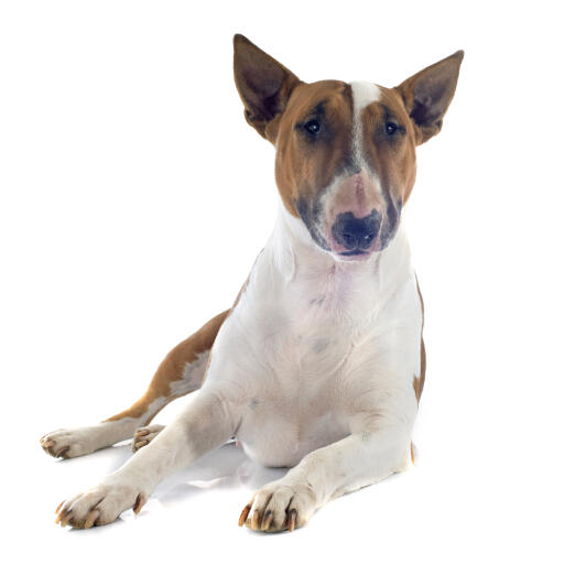 A brown and white adult bull terrier showing off it's pointed ears