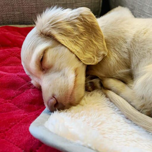 Cosy dog blankets outlet