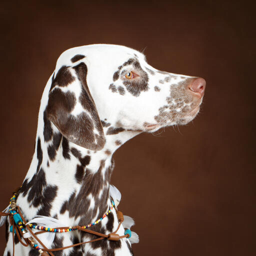 A close up of a dalmatian's wonderful, soft, spotted coat