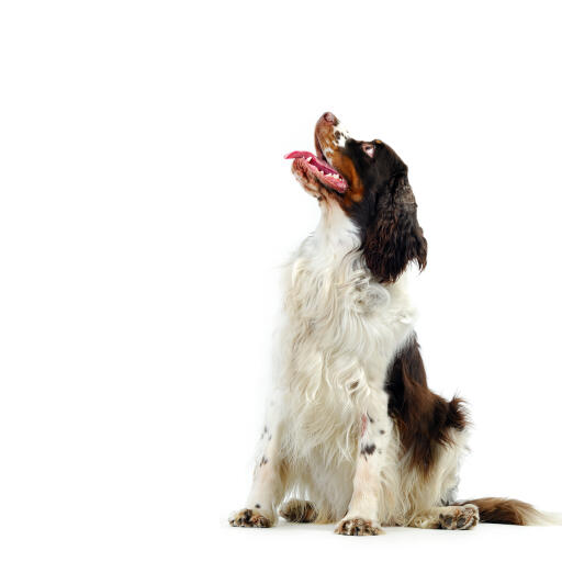 A lovely adult english springer spaniel with a black, brown and white coat