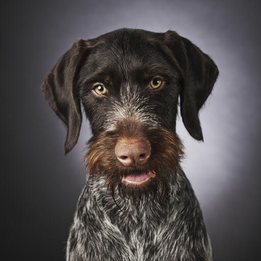 A close up of a german wirehaired pointer's lovely scruffy beard