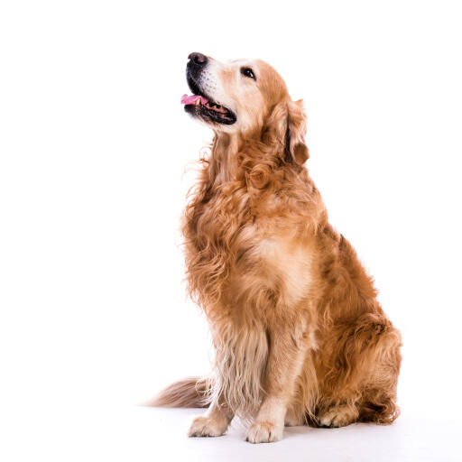 Long coat golden retriever online