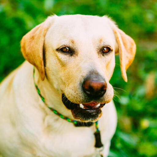 A close up of a labrador retriever's beautiful, thick, double coat