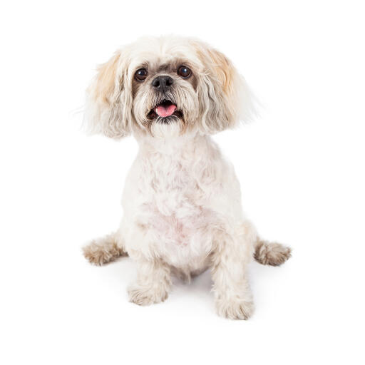 A little white lhasa apso with a short trimmed coat and big bushy ears