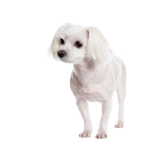 A lovely, little maltese, showing off it's short white coat and floppy ears