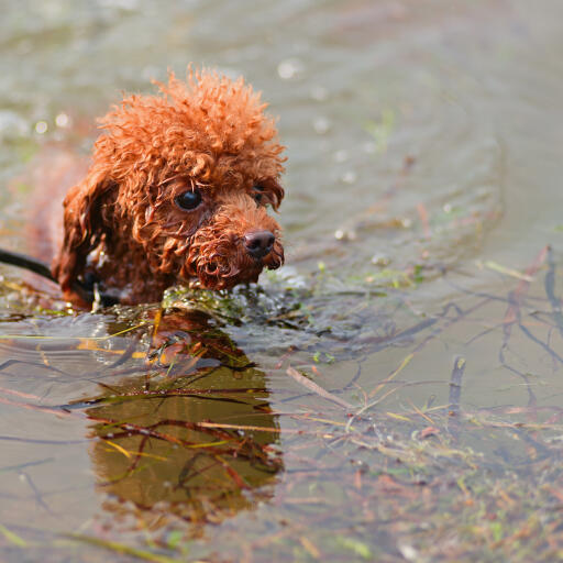 A beautiful, little miniature poodle enjoying a refreshing swim