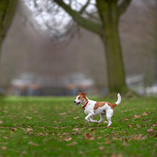 A parson russell terrier getting some deserved exersice off the lead