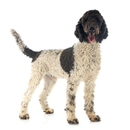 A beautiful curly coated portuguese water dog standing tall