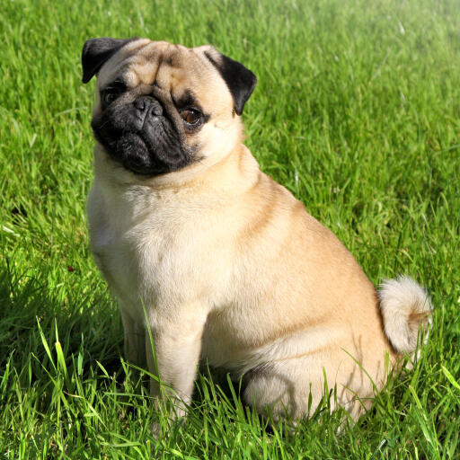 A beautiful, little pug puppy sitting neatly on the grass