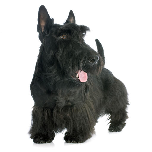 A healthy, adult scottish terrier with a beautiful thick, black coat