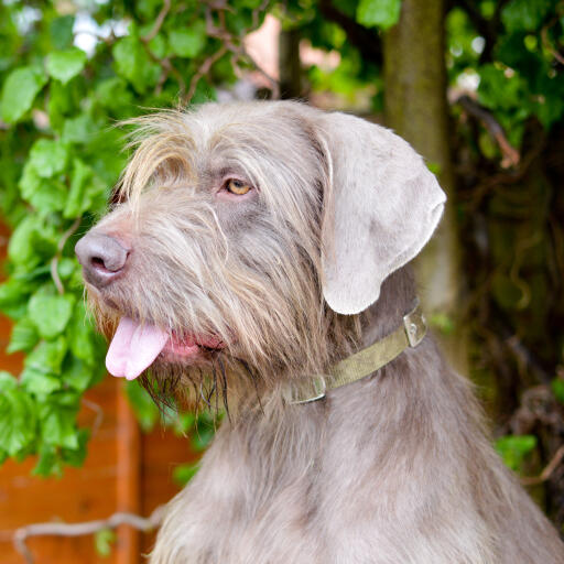 is a slovakian wirehaired pointer a good family dog