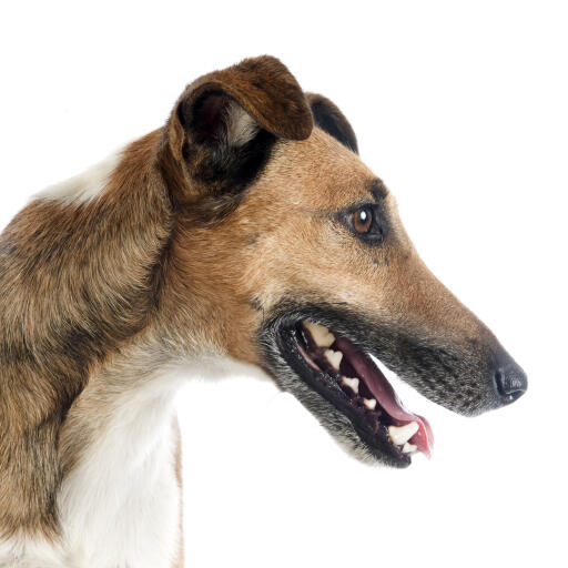 A close up of a smooth fox terrier's wonderful long nose