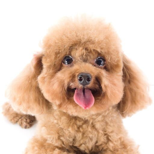 Toy poodle hot sale hairy dogs