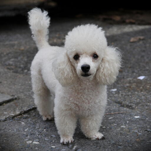 A wonderful, little, white coated toy poodle, showing off it's beautiful, tall tail