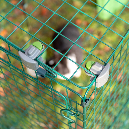 Closed Zippi locks on a rabbit run