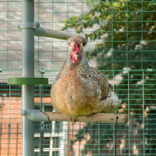 Chicken sitting perch of Poletree in walk in chicken run