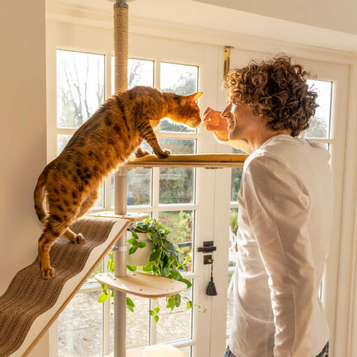 Cat sniffing man on Freestyle floor to ceiling cat tree