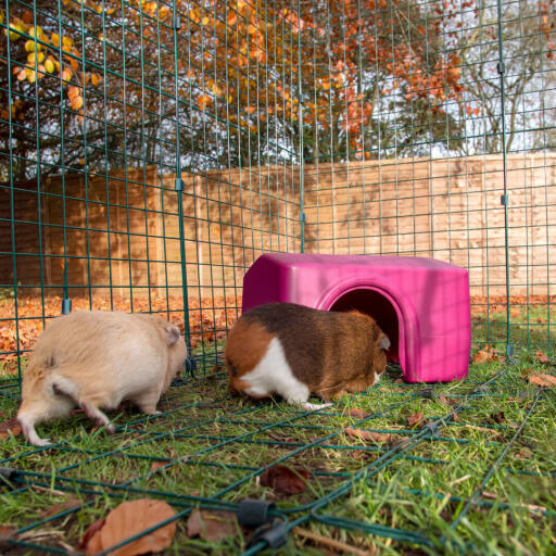 Two guinea pigs, one brown and one white in a walk in run Going in to a pink shelter