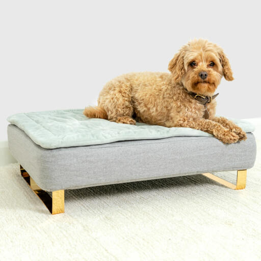 Dog sitting on Omlet Topology dog bed with quilted cover topper and Gold rail feet