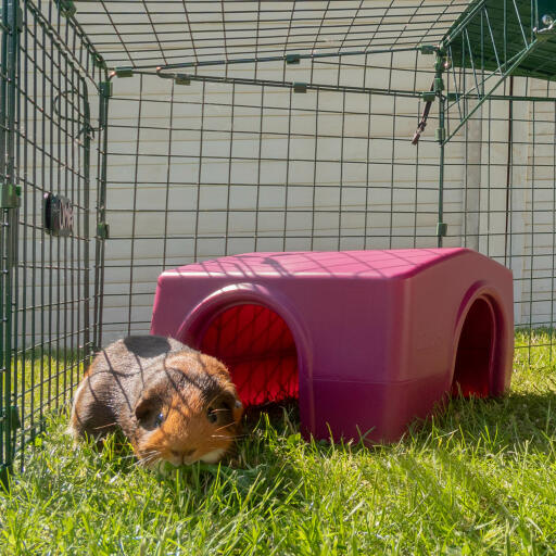 Guinea pig stood outside a shelter in an animal run